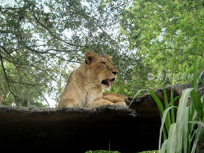 伸出舌头的母狮