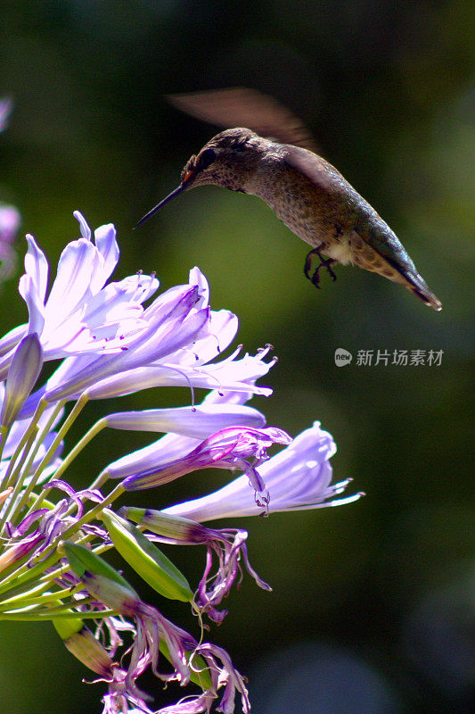 蜂鸟