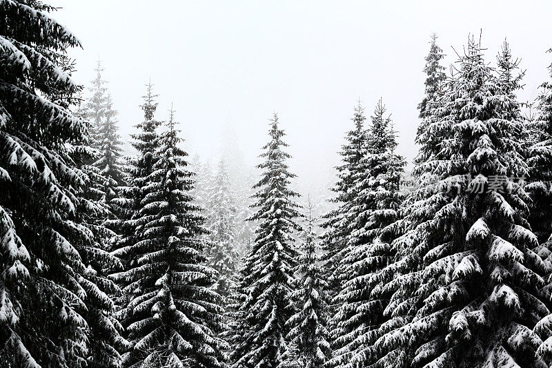 山地森林,雪