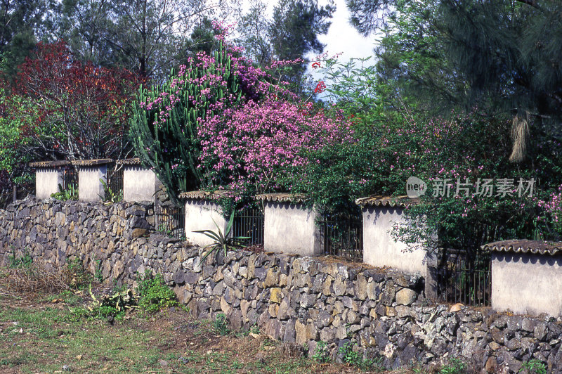 花园的石墙与九重葛和仙人掌植物树篱附近的山谷洪都拉斯中美洲