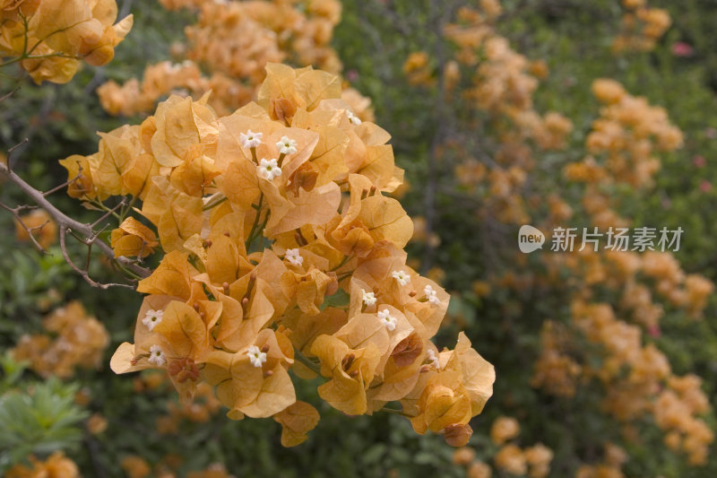 橙色叶子花属