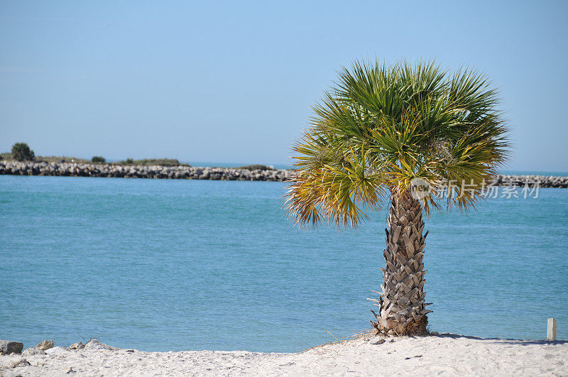 海滩上有棵棕榈树