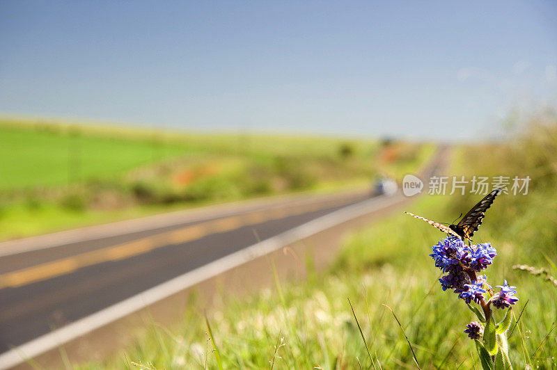 蝴蝶和道路