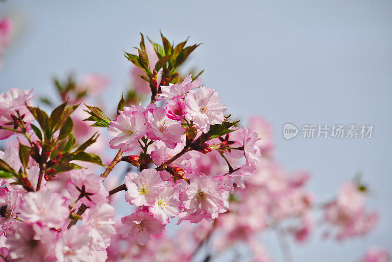 日本樱花