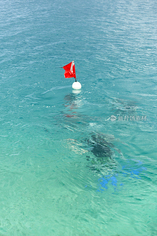 在加勒比海浮标下面的潜水员