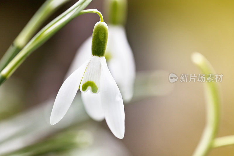 雪花莲