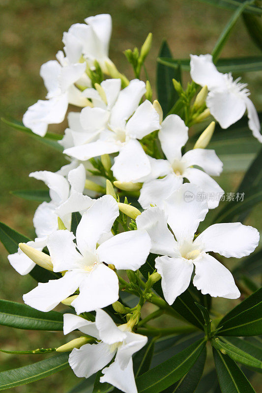 开花的白色夹竹桃与芽