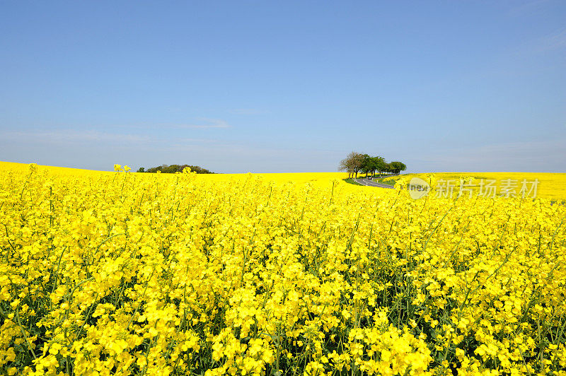 黄油菜田岛Rügen德国夏季