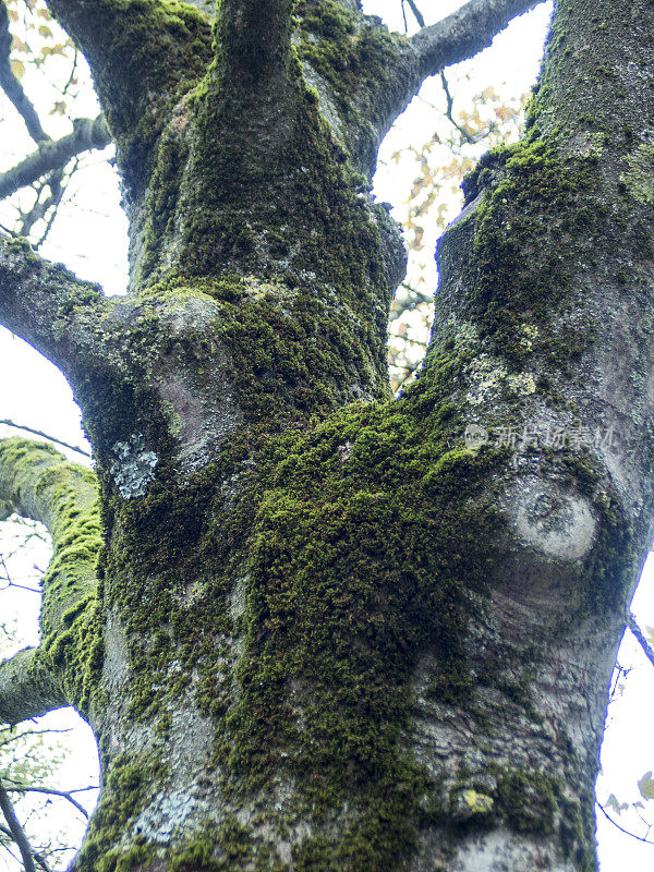 苔藓在树