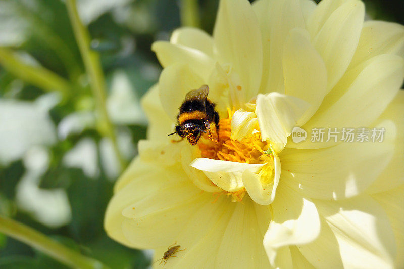 尾大黄蜂在黄色大丽花上