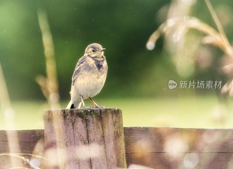 少年斑驳的鹡鸰