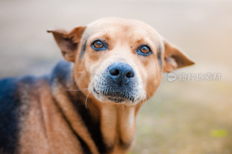 狗和小狗