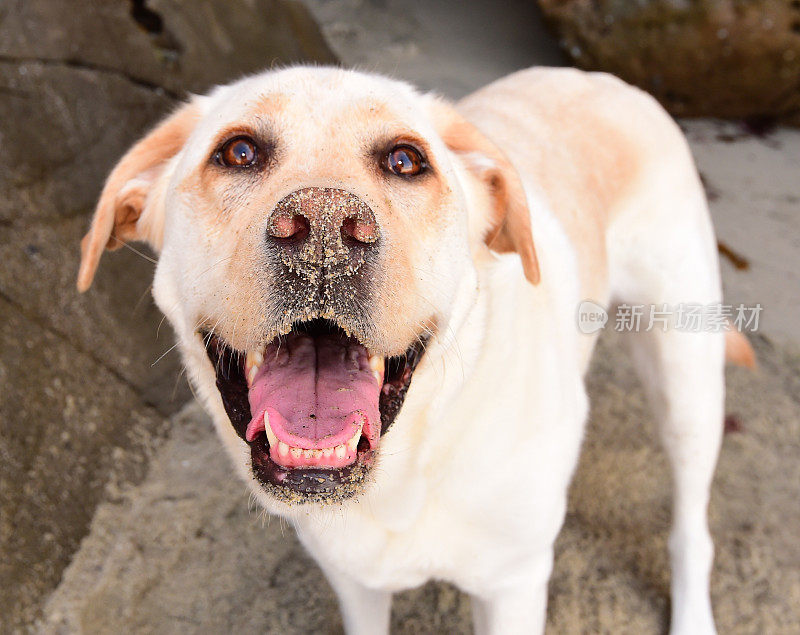 拉布拉多寻回犬