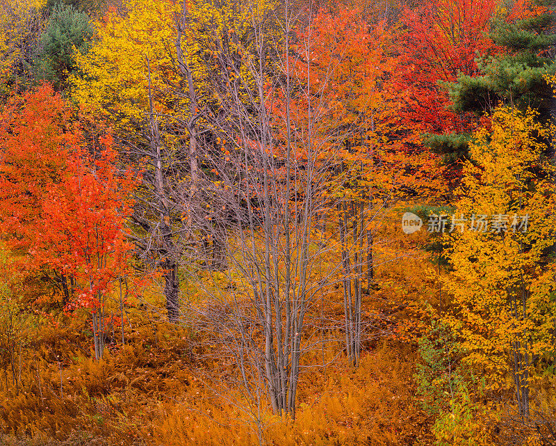 白山阔叶林与高峰秋天的颜色，NH