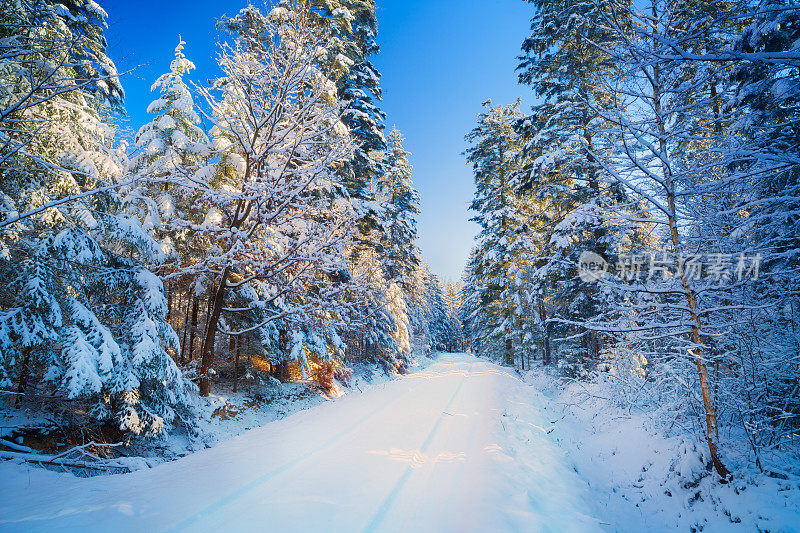 穿过冰雪森林的乡间小路