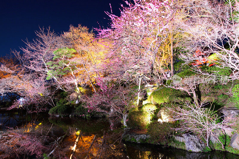 京都春光夜景