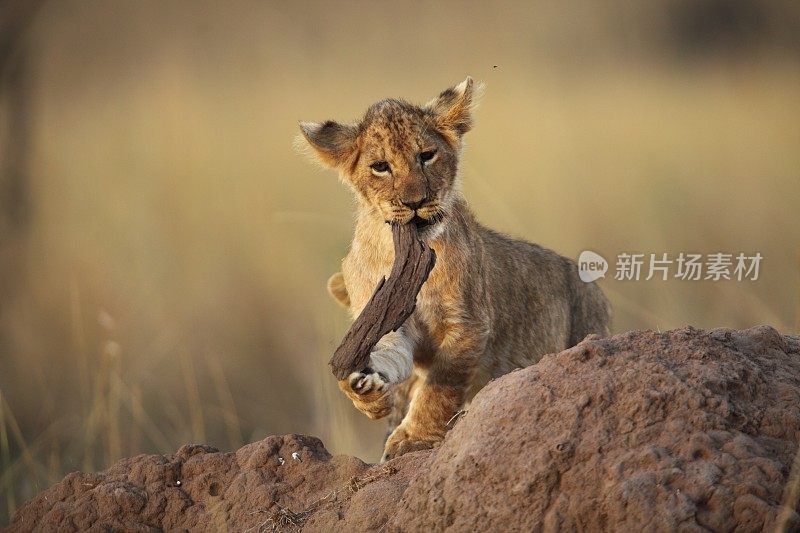 狮子幼崽嚼着一根棍子