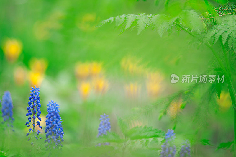 春天的花朵