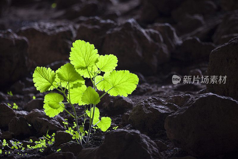 土耳其安塔利亚附近科坎洞穴的绿色野生植物