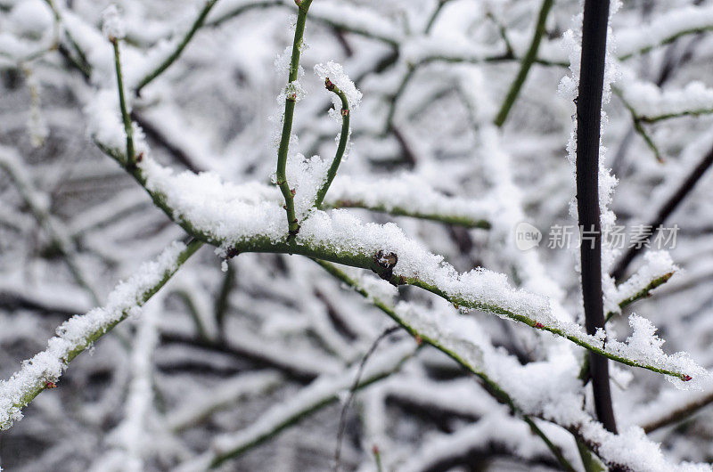 冰雪覆盖的冬季树木