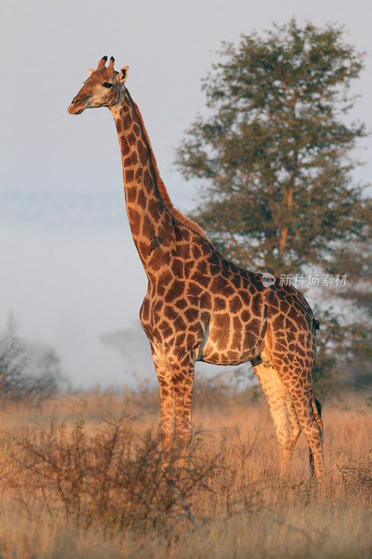 长颈鹿笔直地站着，以雾蒙蒙的非洲丛林草原为背景