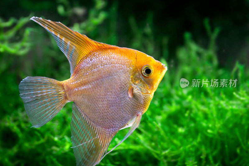 鳞翼属黄色天使热带鱼水下有植物