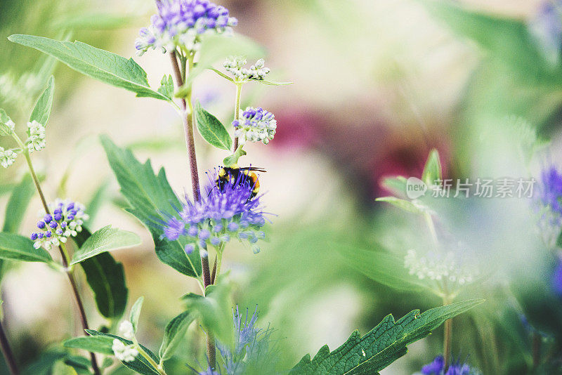 蜜蜂在鼠尾草上