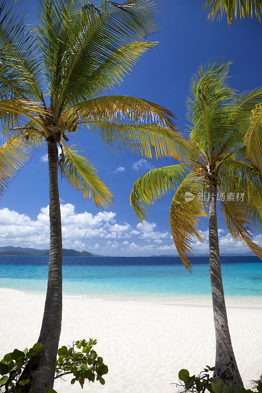 在英属维京群岛桑迪礁海滩上的棕榈树