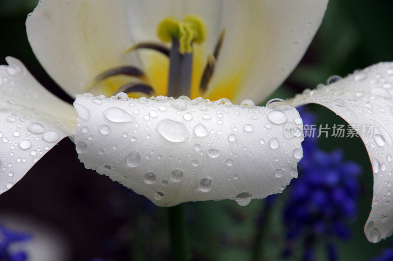 雨后的郁金香