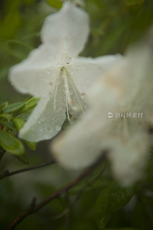 潮湿和多雨的