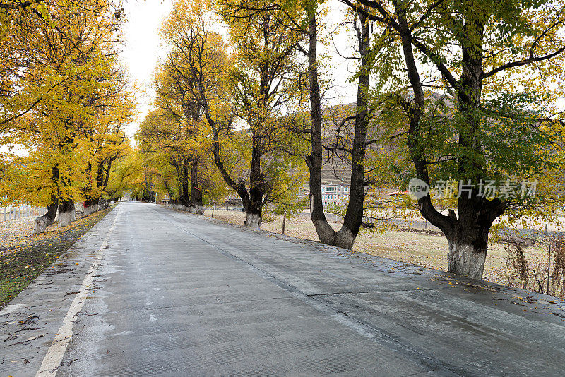 杨树和道路