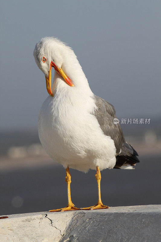 海鸥。Essaouira、摩洛哥