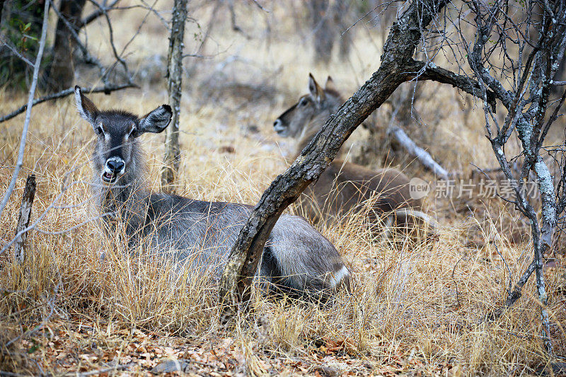 南非:克鲁格国家公园的水羚