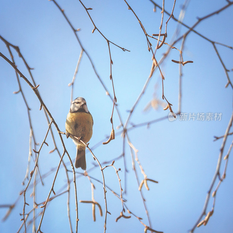 小bluetit