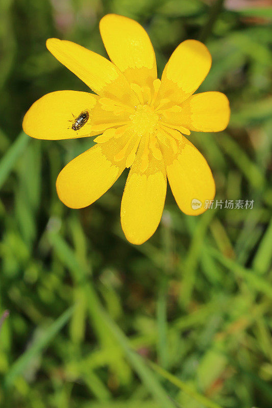 白屈菜(毛茛属)