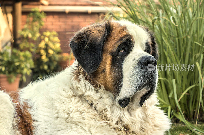 圣伯纳德犬