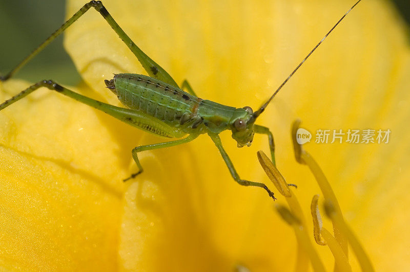 飞毛腿的布什纺织娘