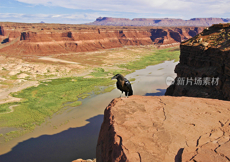 乌鸦和河流