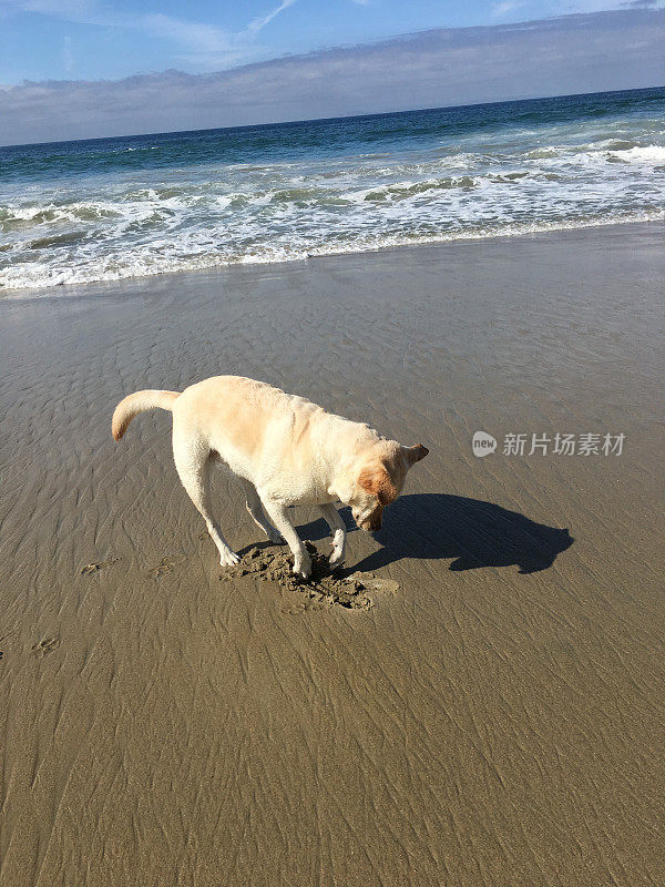 拉布拉多寻回犬