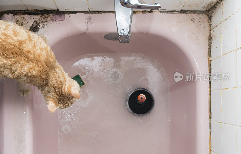 好奇的红猫往脏兮兮的浴缸里看