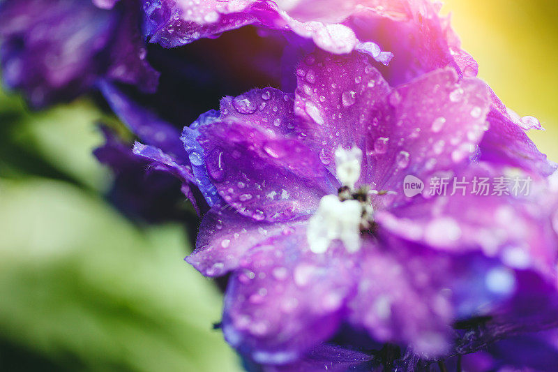 雨后的蓝花