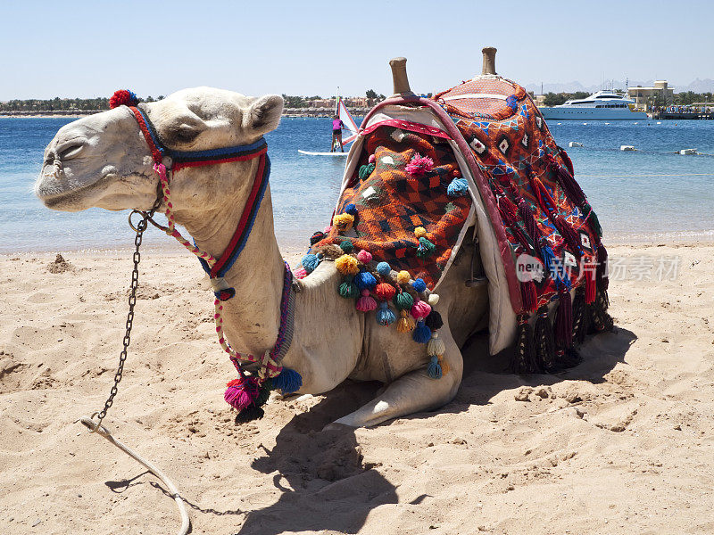 红海海滩上的骆驼