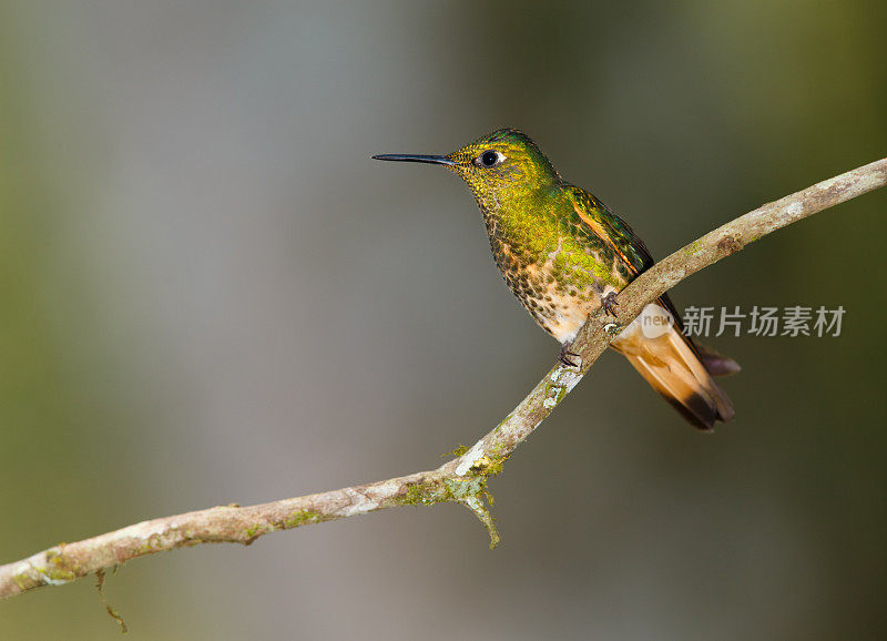 蜂鸟，黄尾冠鸟