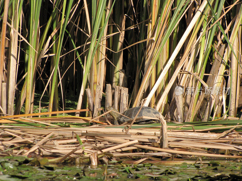 河边芦苇里的小陆地龟