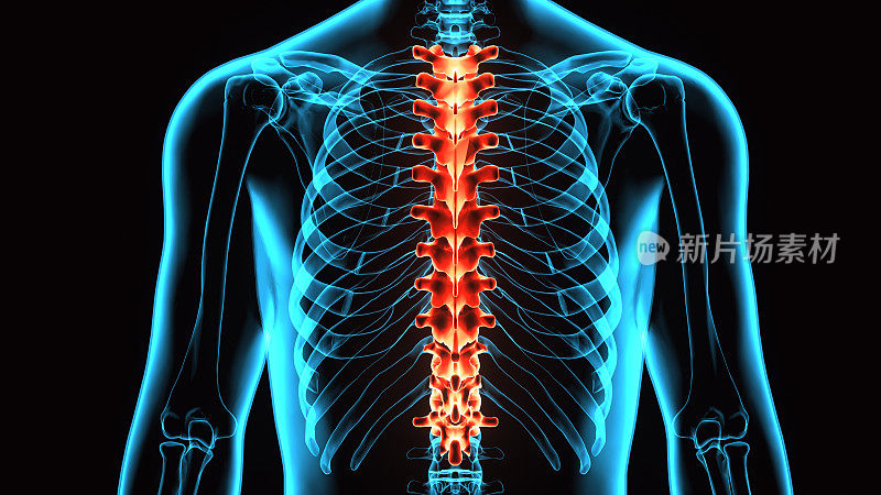 脊髓(胸椎)是人体骨骼解剖学的一部分