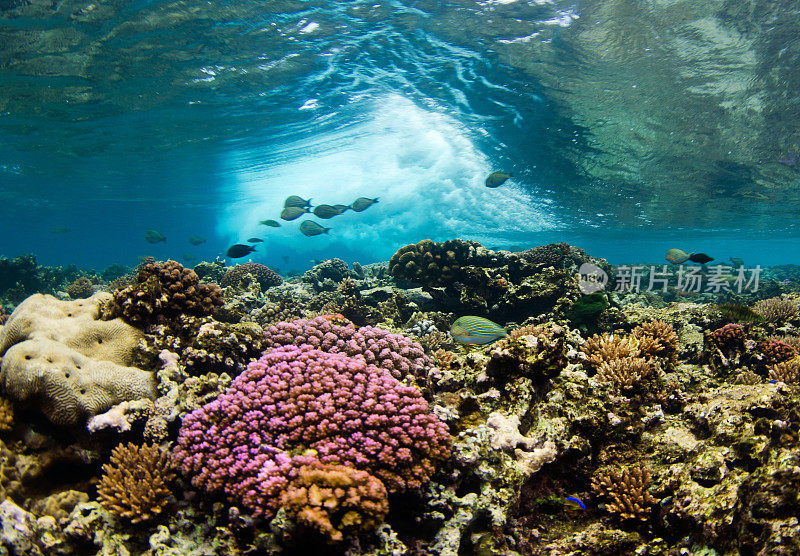 动态珊瑚礁