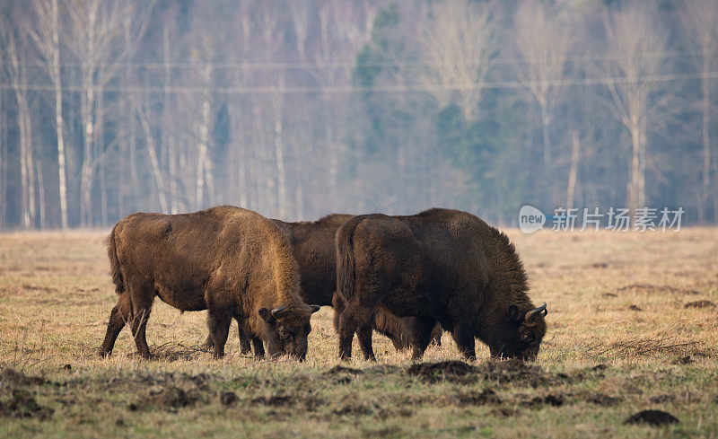 几头大野牛在田野上吃草。森林背景上的一些大棕色野牛。森林背景上长着大角的棕色公牛。