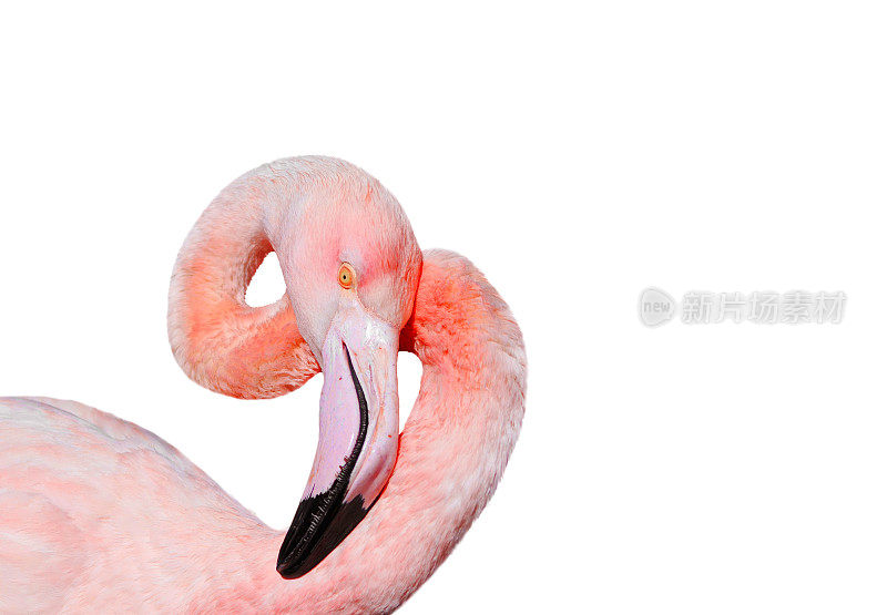 鸟粉红色火烈鸟优雅地弯曲的头和颈部在一个黑色孤立的背景