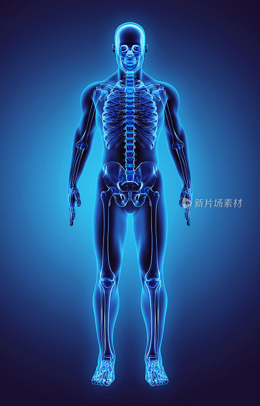 人体骨骼的部分3D插图，医学概念。