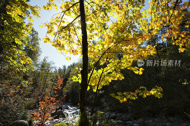 林恩峡谷公园秋天，北温哥华，加拿大